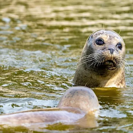 In St Peter-ording *